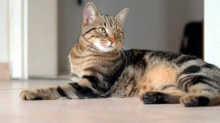 Cat pain detector: The Japanese AI that finds out if your cat is in pain.